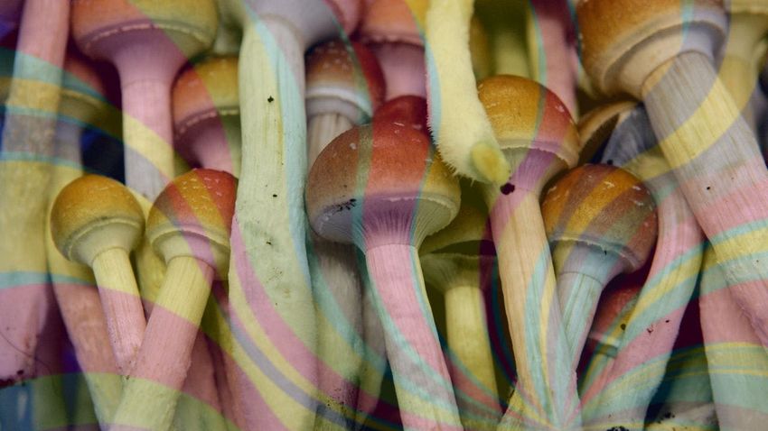  Colorado votes to decriminalize psychedelic mushrooms – Fox News