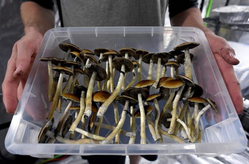  Colorado voters consider legalizing psychedelic mushrooms