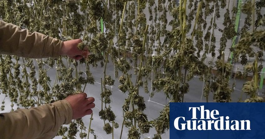  New York has $750m worth of cannabis stockpiled that growers can’t sell