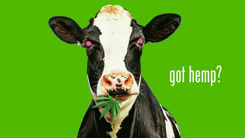  Stoned Cows Fed With Hemp Are Making THC-Laced Milk