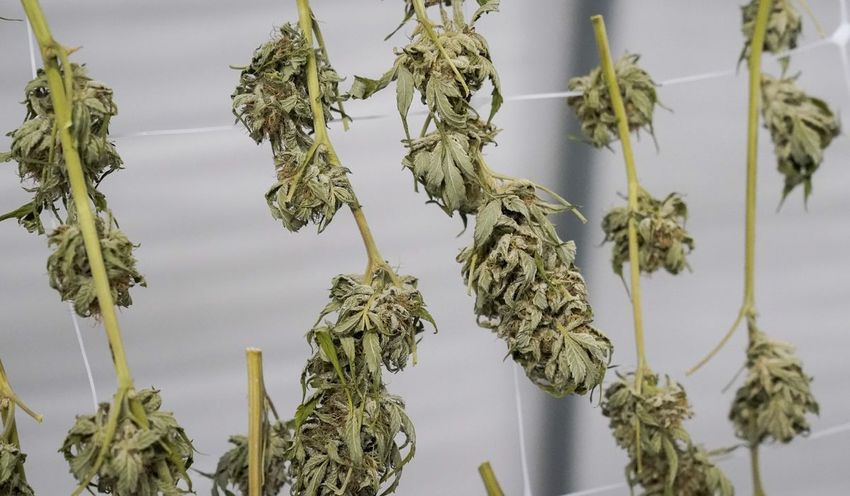  New York’s first marijuana crop jeopardized by court fight