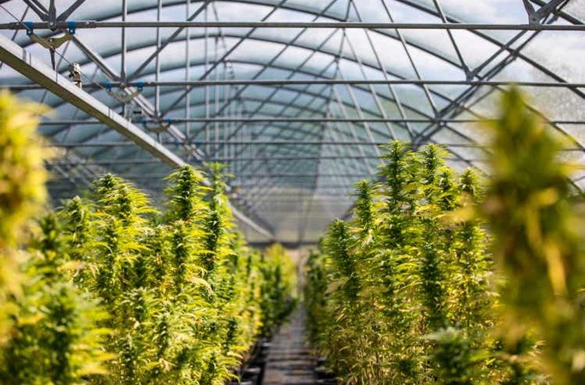 Tilray Stock: Plenty Of Risk, Plenty Of Upside