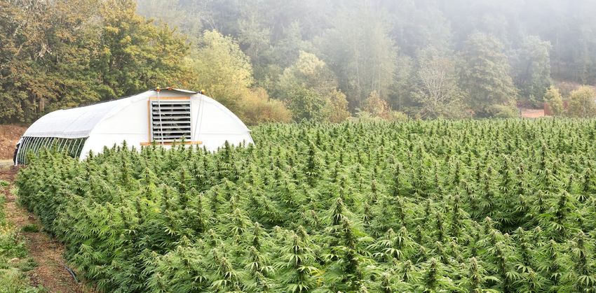  Carbon-busting hemp could help transform Scottish agriculture to zero emissions