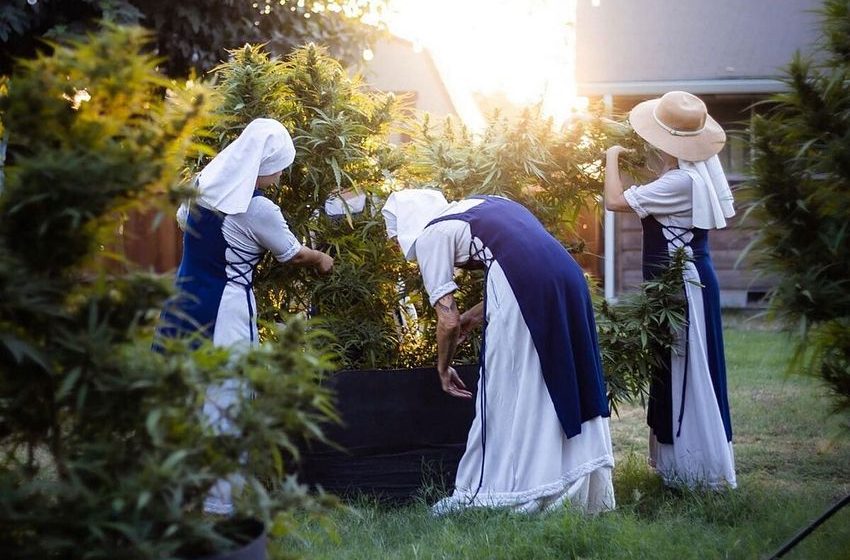  Who are the marijuana nuns? They live in California and are asking the authorities for help