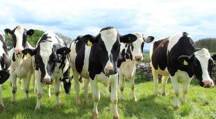  Cows That Ate Hemp Produced Milk With THC and CBD