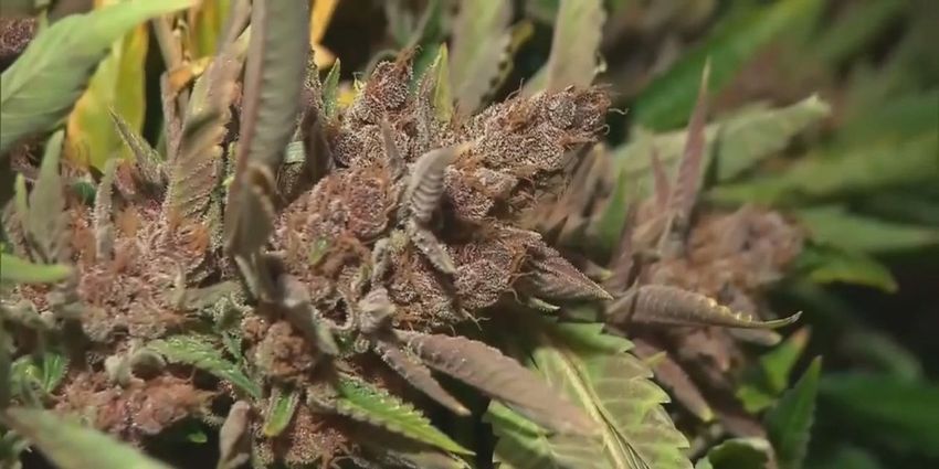  53 to 47 voters reject recreational marijuana on second vote