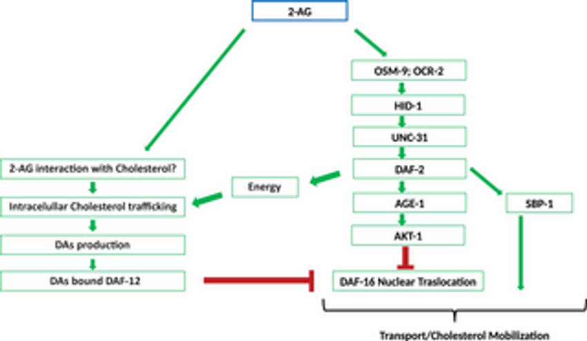  Cannabinoids activate the insulin pathway to modulate mobilization of cholesterol in C. elegans