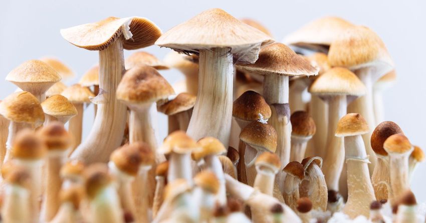  US state decriminalises psychedelic mushrooms for people aged 21 and over