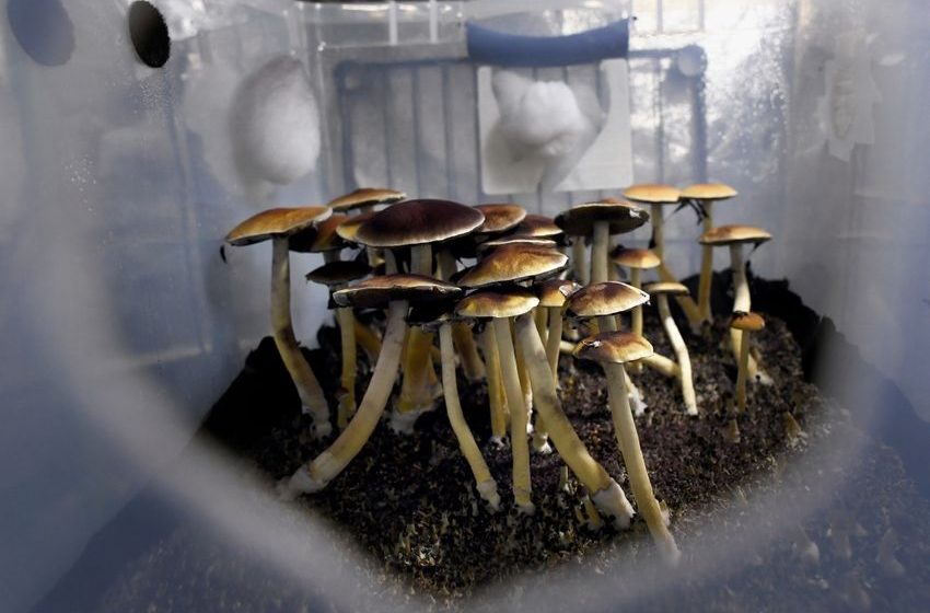  Endorsement: Colorado is not ready for another drug experiment like psilocybin