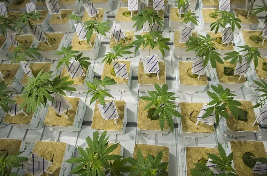  CannTrust execs linked to unlicensed growing caused ‘incredible’ damage, court hears