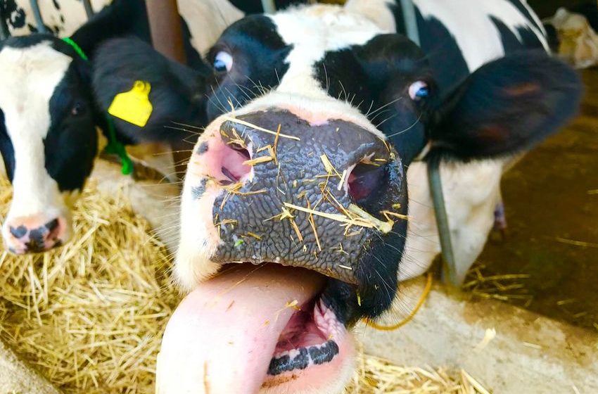  Cows Fed With Industrial Hemp Produce Milk With THC, Study Finds