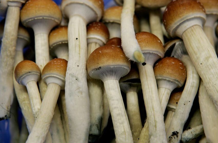  Proposition 122, decriminalizing psilocybin mushrooms, headed to victory – Colorado Public Radio