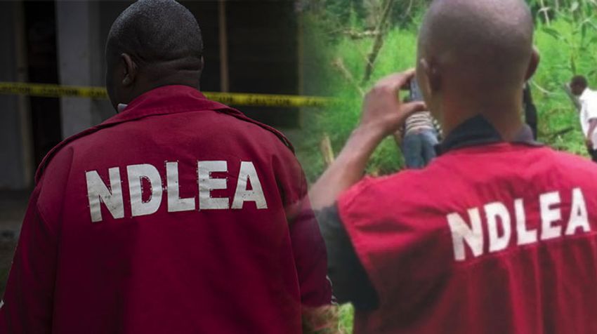  NDLEA seizes 5.8 tonnes of cannabis, arrests dealers