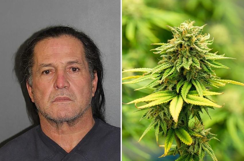  Florida man busted for growing nearly 1,000 marijuana plants in Colorado