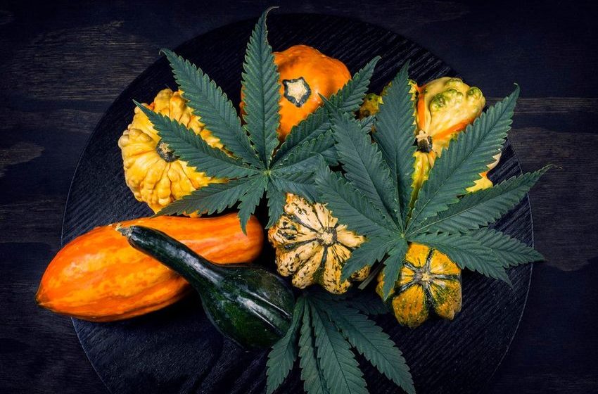  New Survey Details The Growing Importance Of Cannabis For Thanksgiving Celebrations