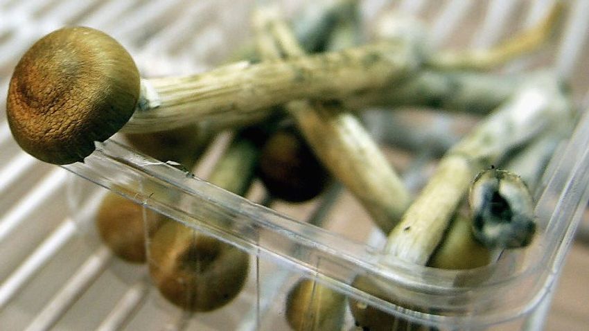  It’s legal to use psilocybin, or ‘magic mushrooms,’ in Oregon. But that could soon change