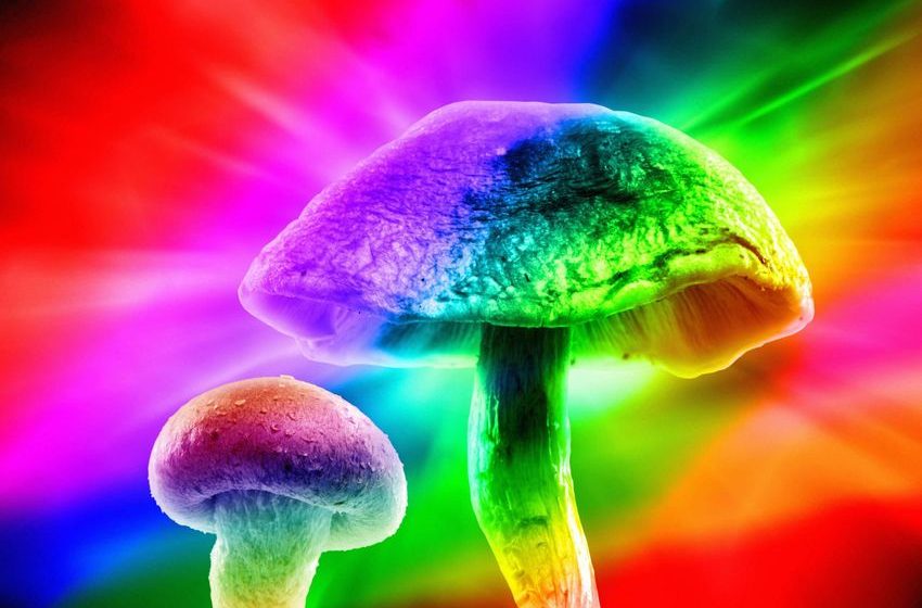  Colorado Voters Approve Decriminalization of 5 Natural Psychedelics