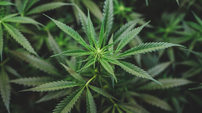  Expert insight: Cannabis could sync with your body’s opioid system to relieve pain