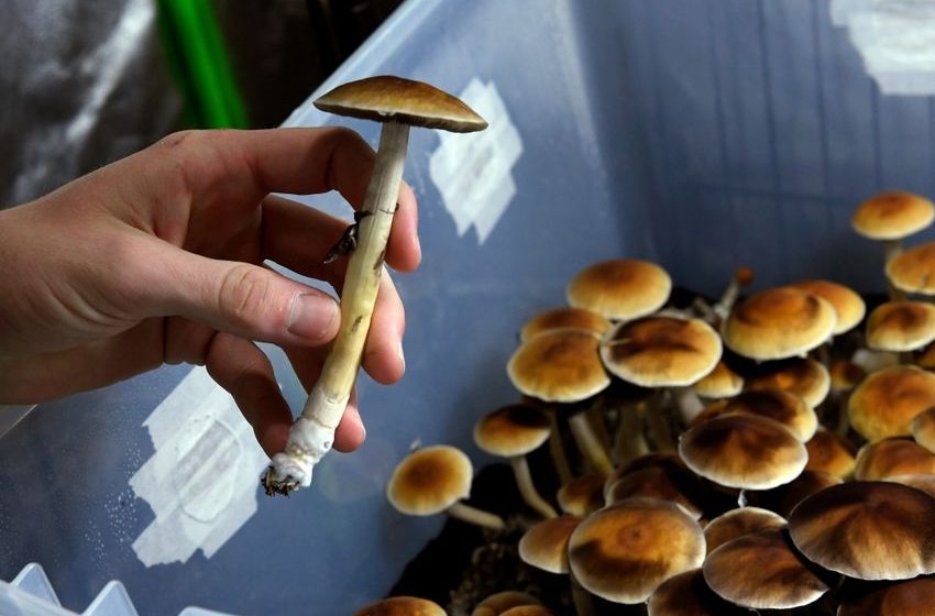  TOMS shoes founder gives $1 million to psilocybin legalization in Colorado