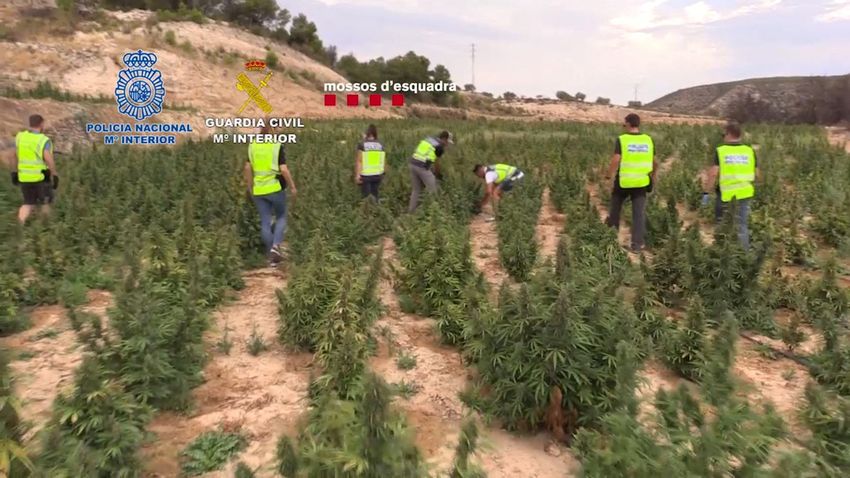  Spain’s police seize 52 tonnes of marijuana, detain 20 people