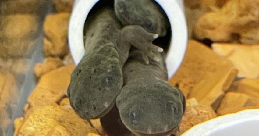  Helping the hellbenders: St. Louis experts work to breed struggling species