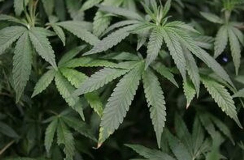  Florida health department challenged on pot licenses