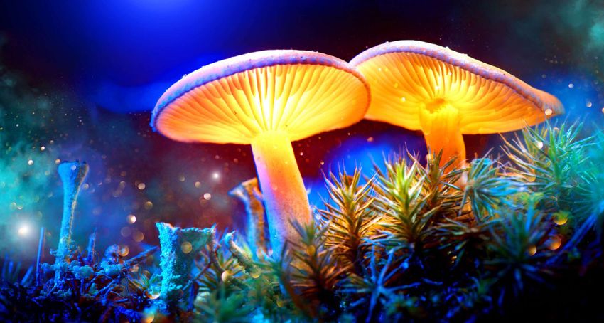  Oregon’s Newly Legal Magic Mushroom Industry Could Be Strangled by Restrictive Zoning Regulations