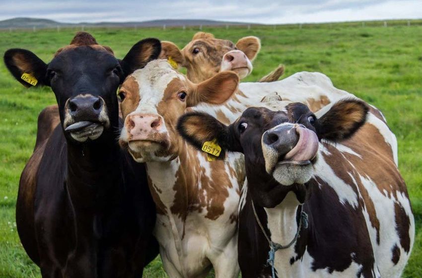  Feeding cows hemp makes them ‘high’ and their milk could be unsafe