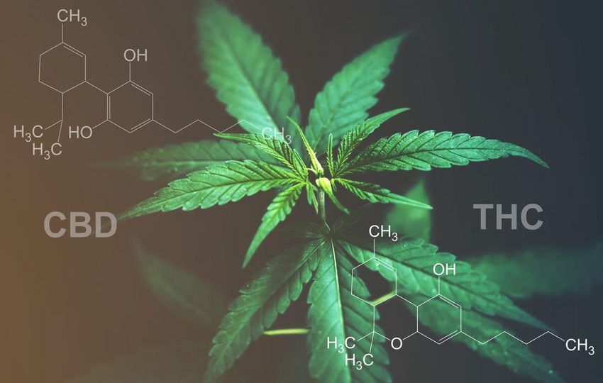  CBD Doesn’t Reduce THC Effects, Cannabis Study Finds