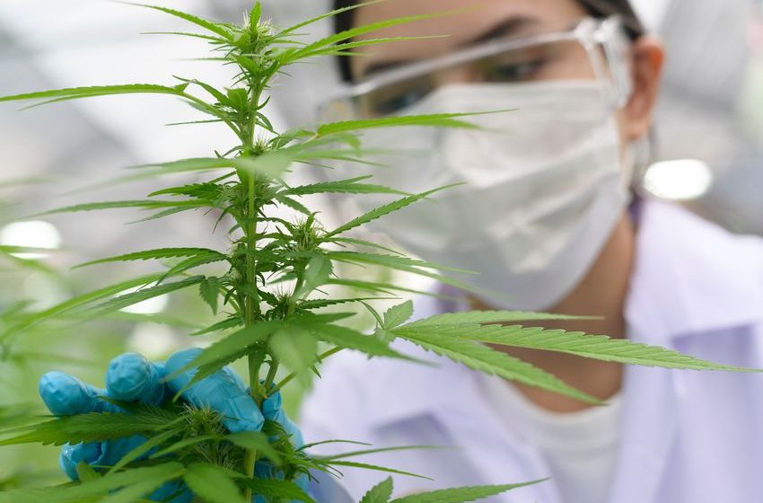  If You’d Invested $5,000 in Tilray in 2018, This Is How Much You Would Have Today