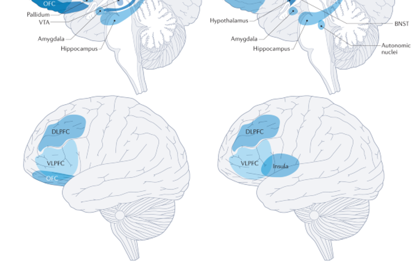  The Genetically Informed Neurobiology of Addiction (GINA) model