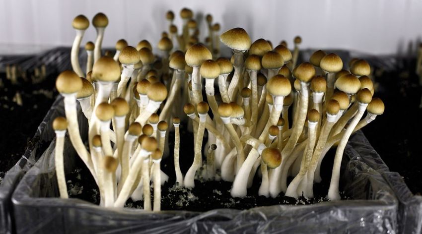  Colorado voters approve initiative to decriminalize psychedelic mushrooms