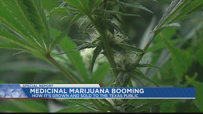  SEED TO SELL: Medical marijuana business in Texas steadily growing – KXAN.com