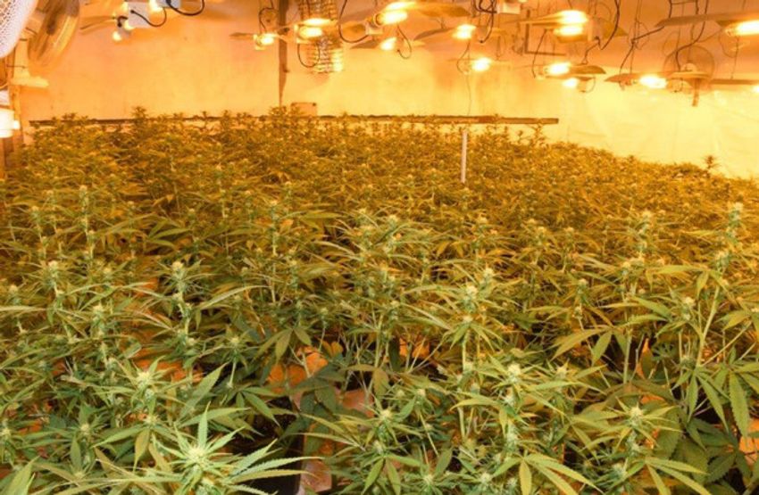  Three arrested and €950,000 of cannabis seized in Galway by Gardaí