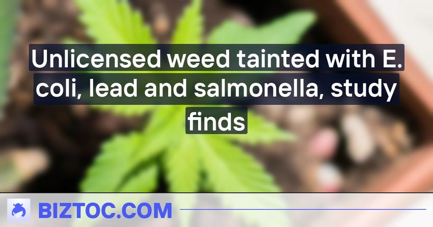  Unlicensed weed tainted with E. coli, lead and salmonella, study finds