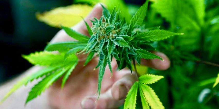  Cannabis is no better than a placebo for treating pain – new research