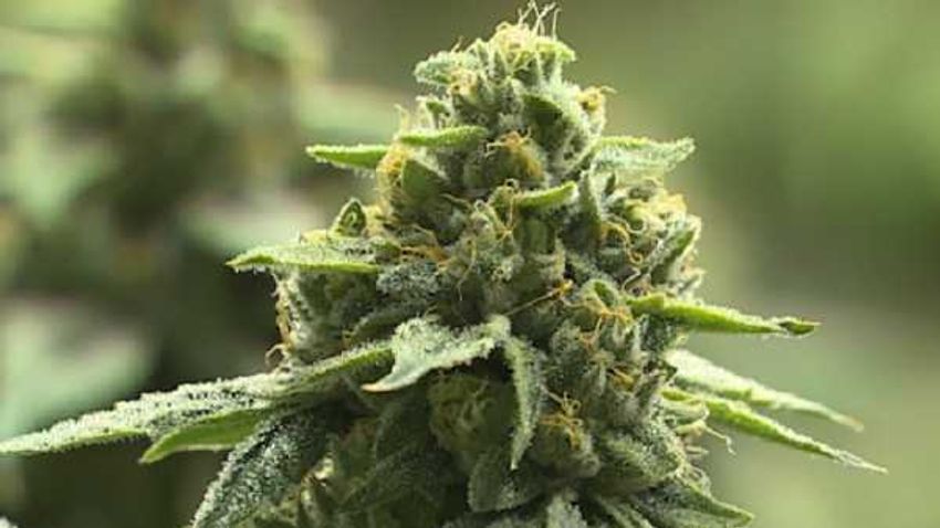  Ohio lawmakers give testimony on recreational marijuana bill