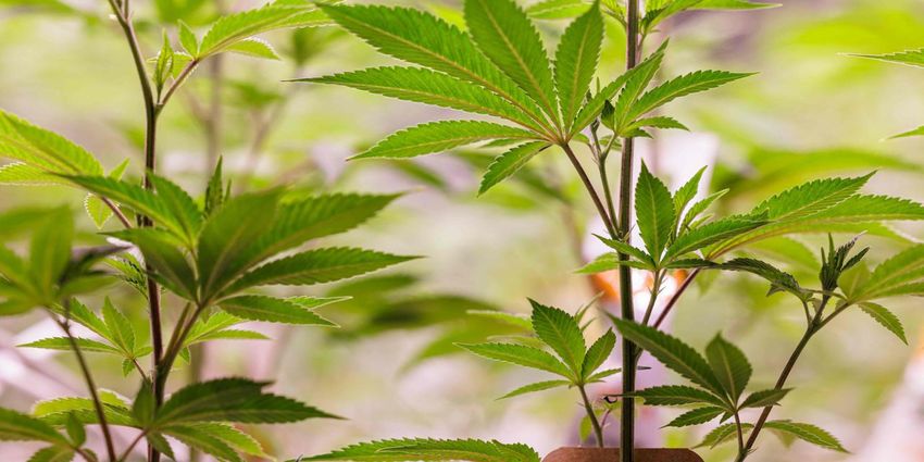  Cannabis Watch: Cannabis stocks end a dismal year near all-time lows