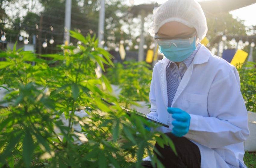  New U.S. Law Will Boost Marijuana Research