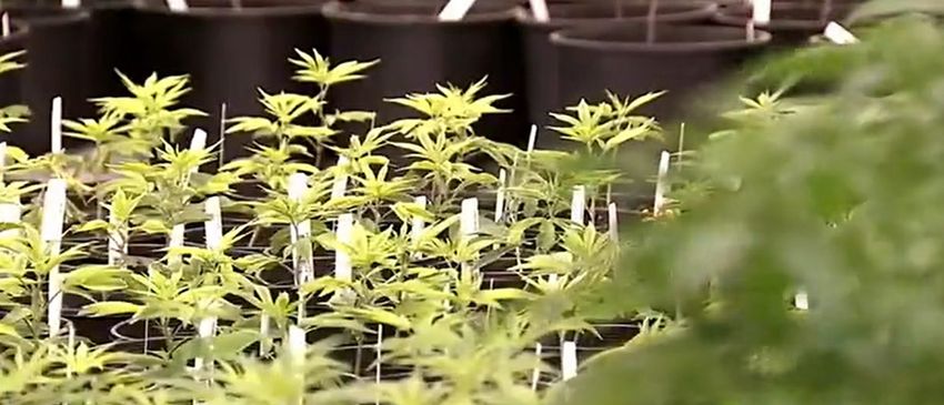  REPORT: Plant Disease Endangers Massachusetts Marijuana Industry