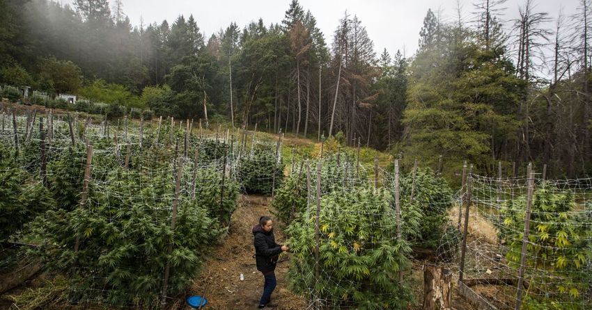  Why legal weed is failing in one of California’s legendary pot-growing regions