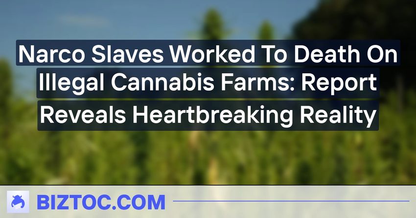  Narco Slaves Worked To Death On Illegal Cannabis Farms: Report Reveals Heartbreaking Reality