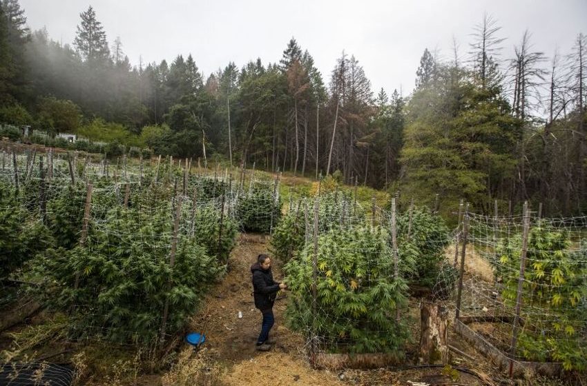  Why legal weed failing in CA legendary pot-growing regions…