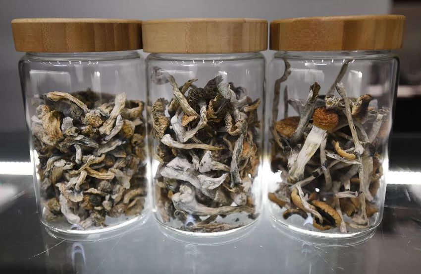  Hamilton’s first magic mushroom store opens