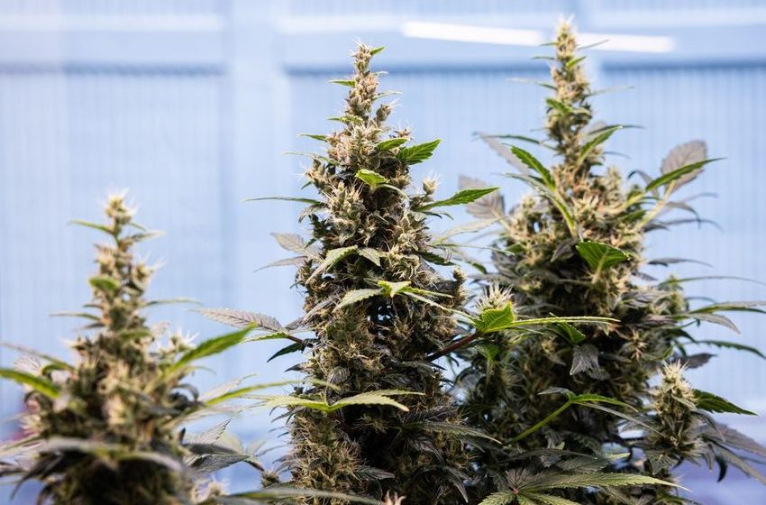  Cheap Weed Has Become a Big Problem in the Pot Industry