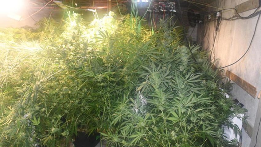  Cannabis worth €227,000 seized as growhouse busted on Sligo-Mayo border