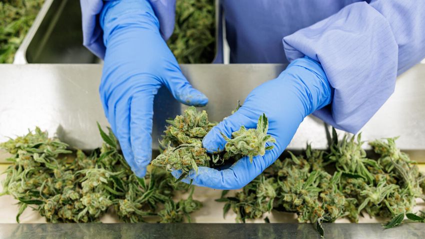  Germany’s homegrown cannabis industry awaits legalisation