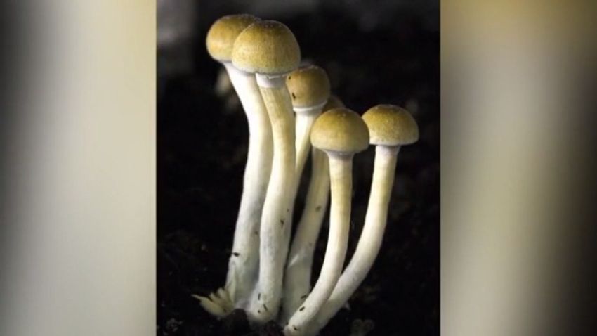  California bill would legalize ‘magic mushrooms,’ other psychedelic drugs – KTLA Los Angeles