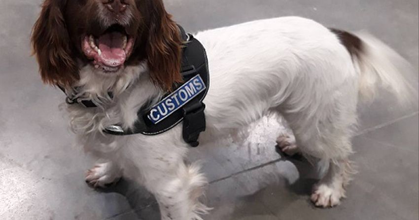  Revenue seize more than €361,000 worth of cannabis with help of detector dogs