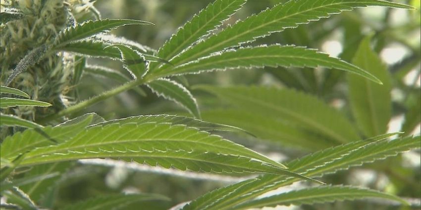  State’s medical cannabis business application deadline approaching – WSFA